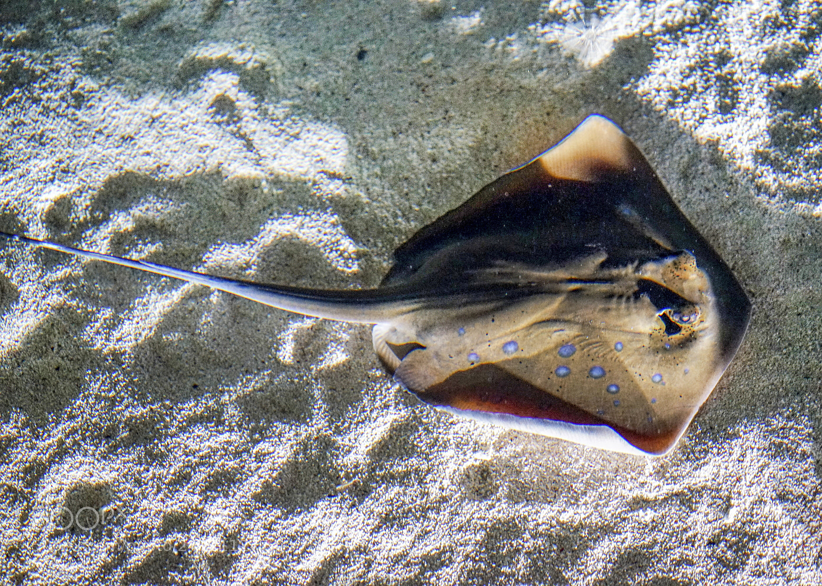 Sony a7 II sample photo. Stingray mantarraya photography
