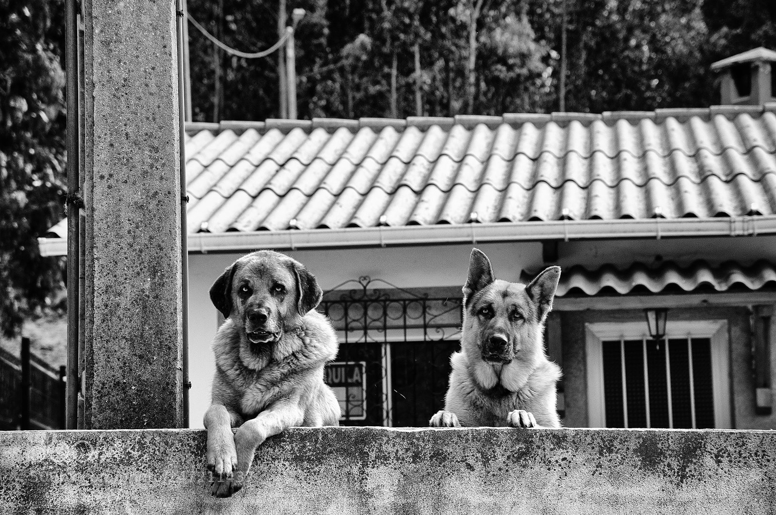 Nikon D300 sample photo. Two dogs leaning against photography