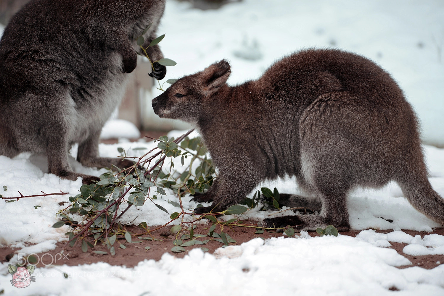 Nikon D610 sample photo. Kangaroos in austria photography