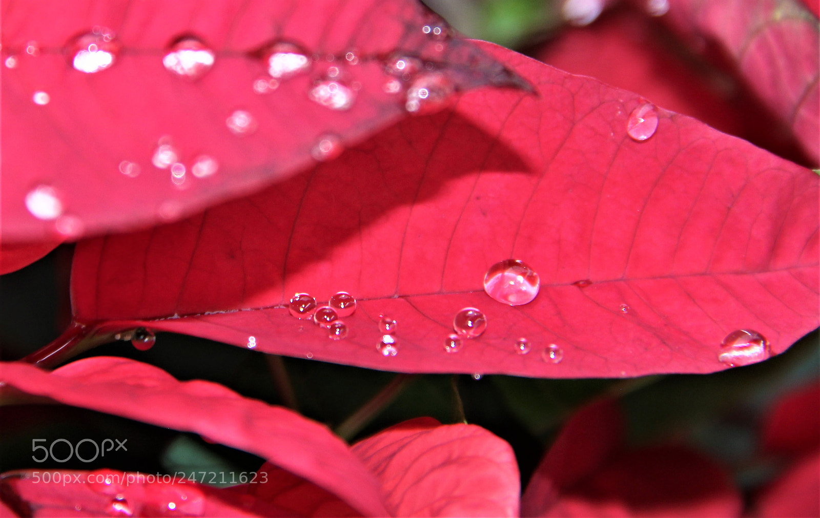 Canon EOS 600D (Rebel EOS T3i / EOS Kiss X5) sample photo. Gota d'agua. photography
