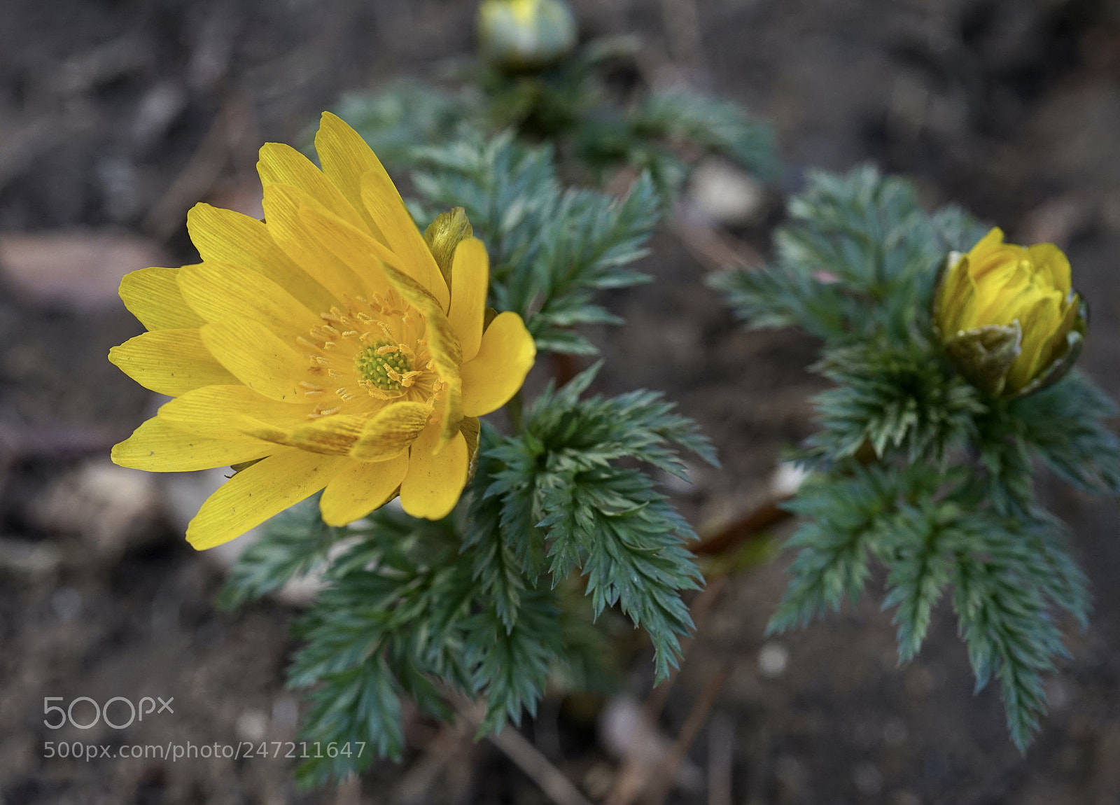 Sony a7 II sample photo. Far east amur adonis photography