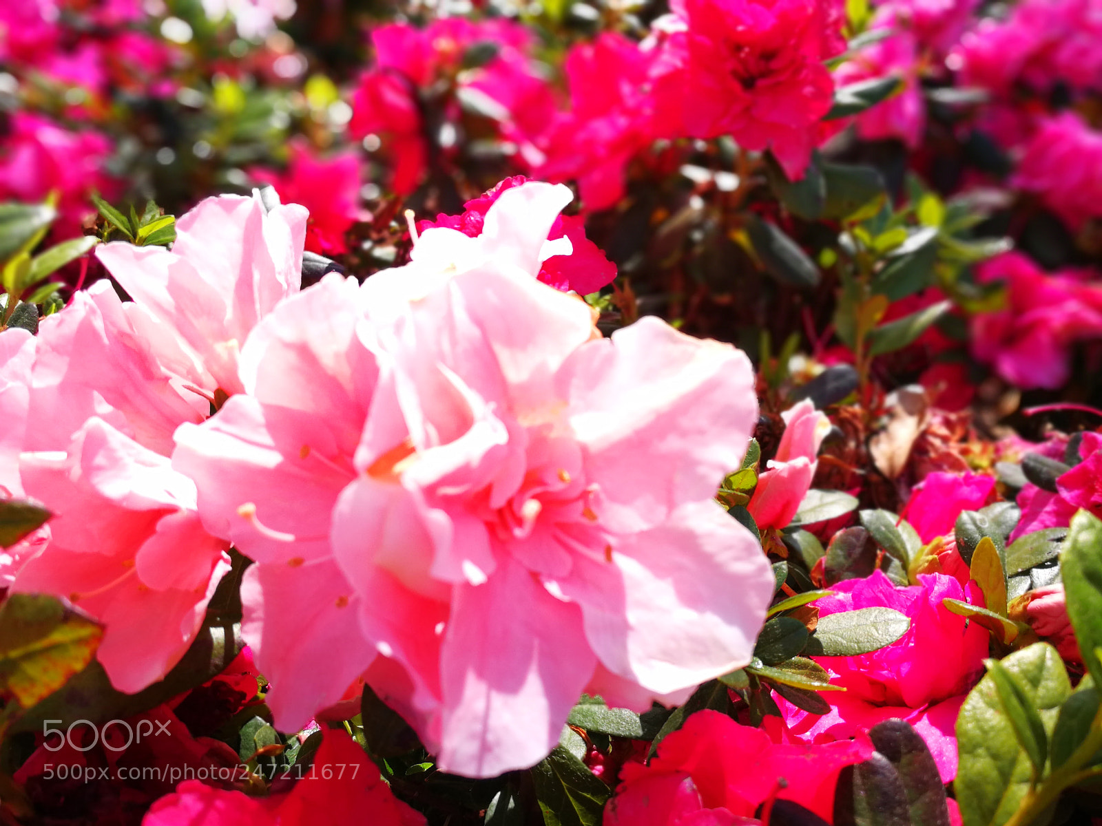 HUAWEI P10 sample photo. Flower in spring photography