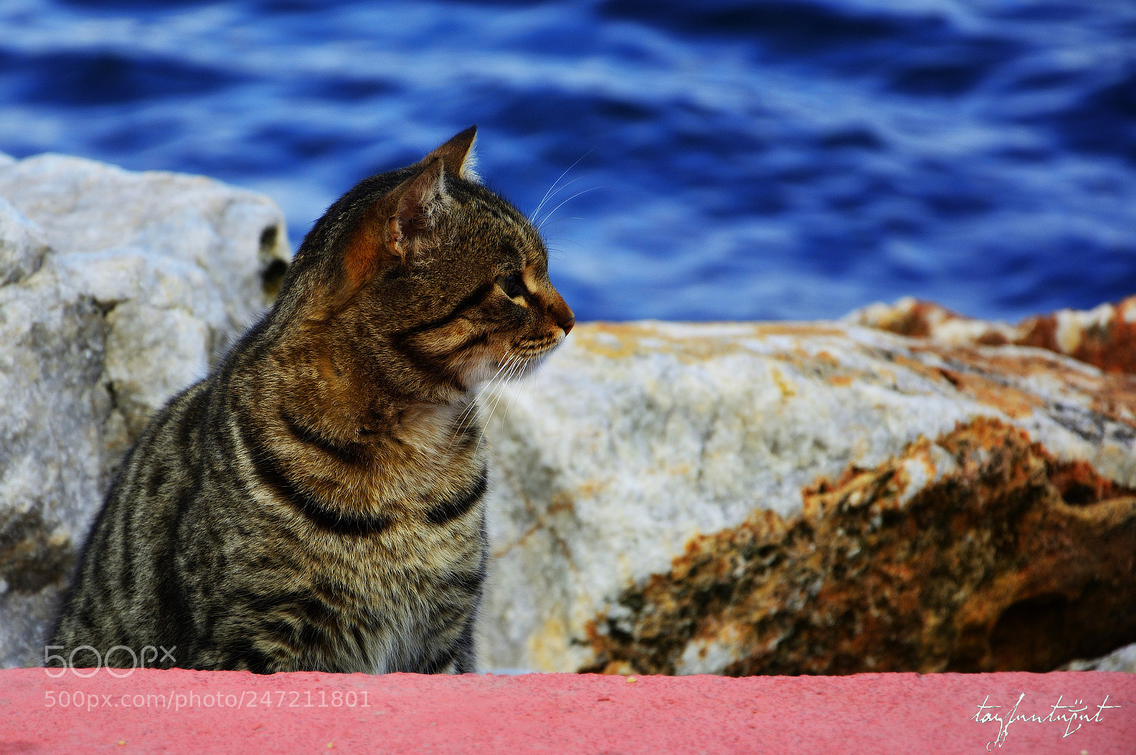 Nikon D5200 sample photo. Look at tomorrow photography