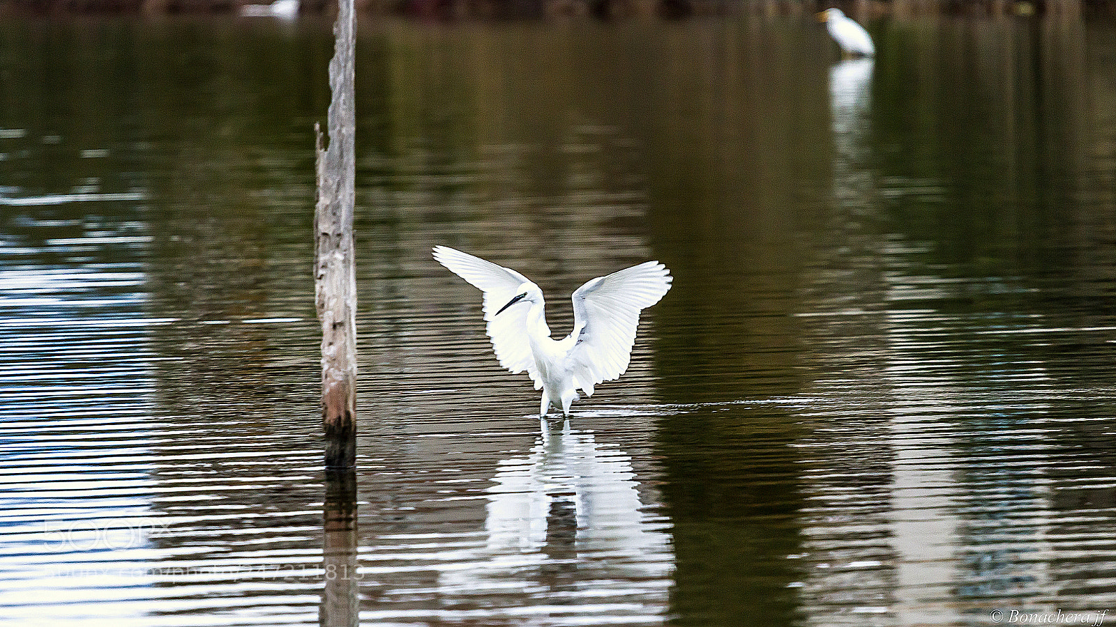 Canon EOS 7D sample photo. Graceful! photography