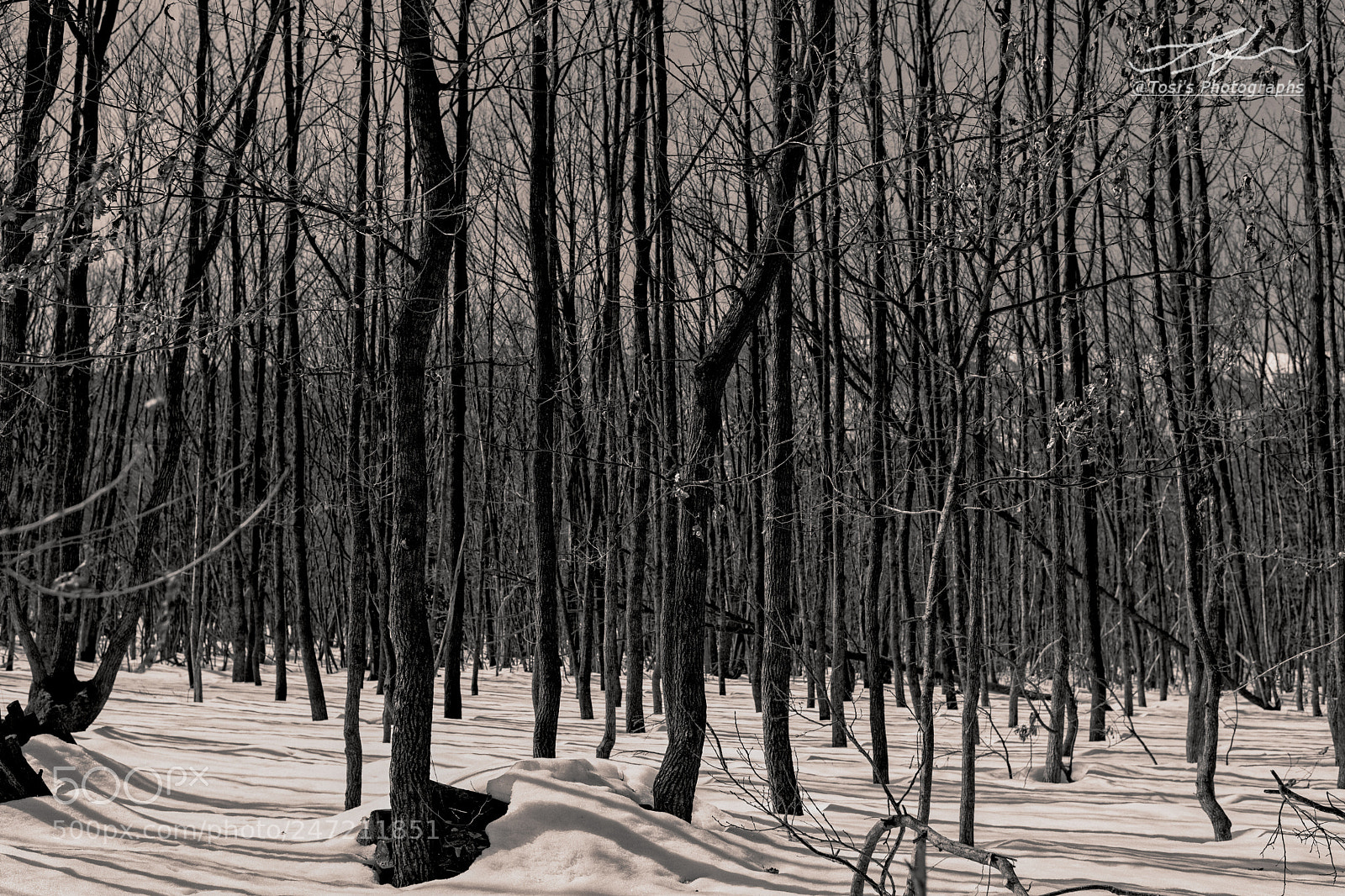 Nikon D850 sample photo. Early spring forest 　春の日射し photography