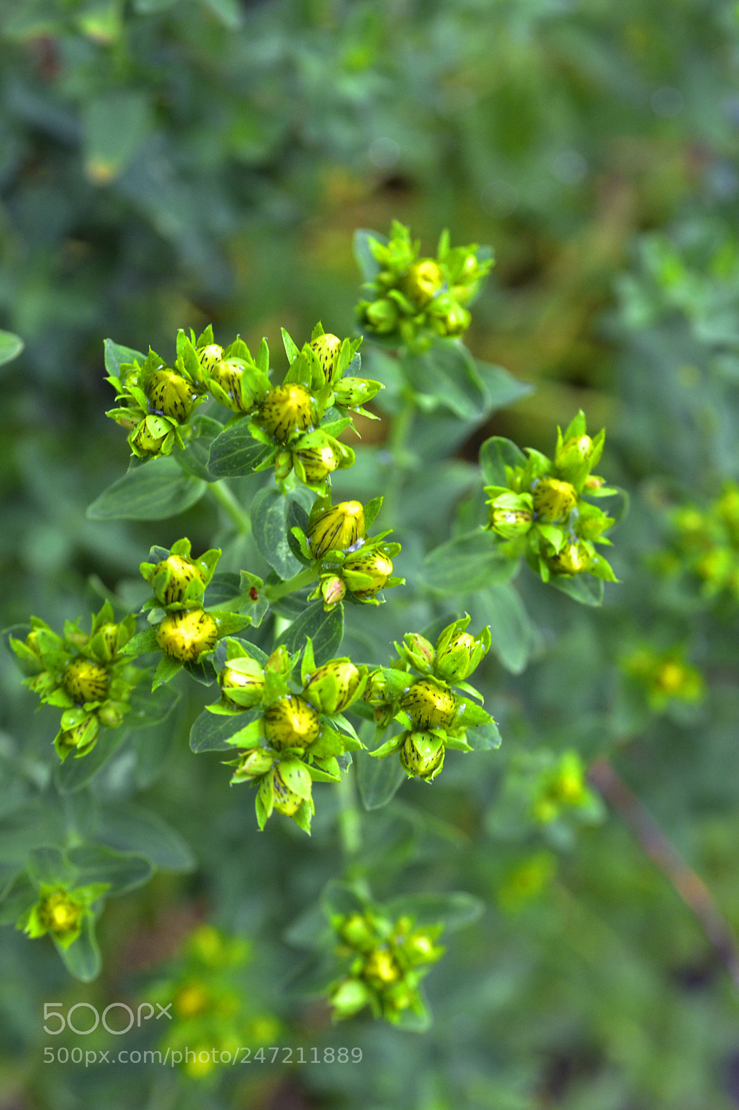 Nikon D3100 sample photo. Hypericum photography