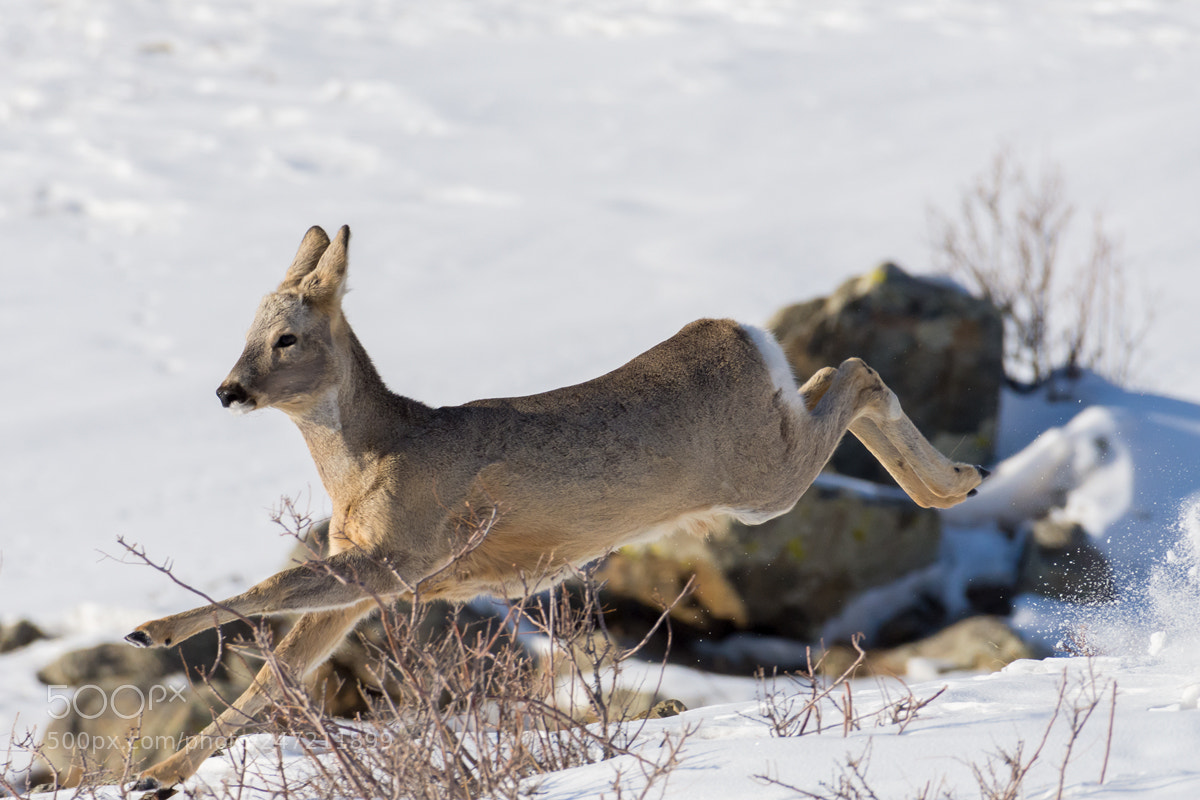 Nikon D7200 sample photo. Deer running from wild photography