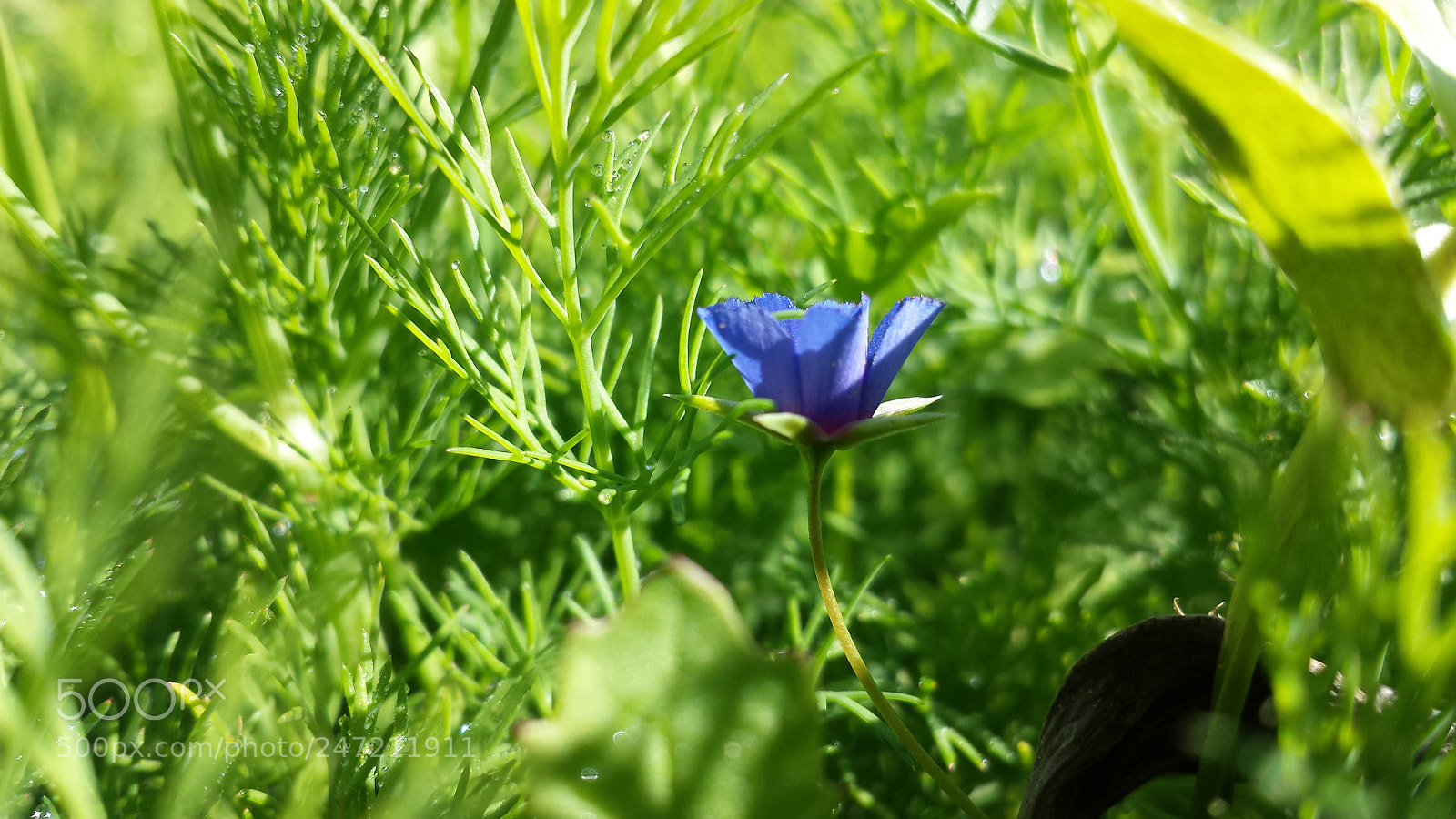 Samsung Galaxy S4 sample photo. Nature beauty photography