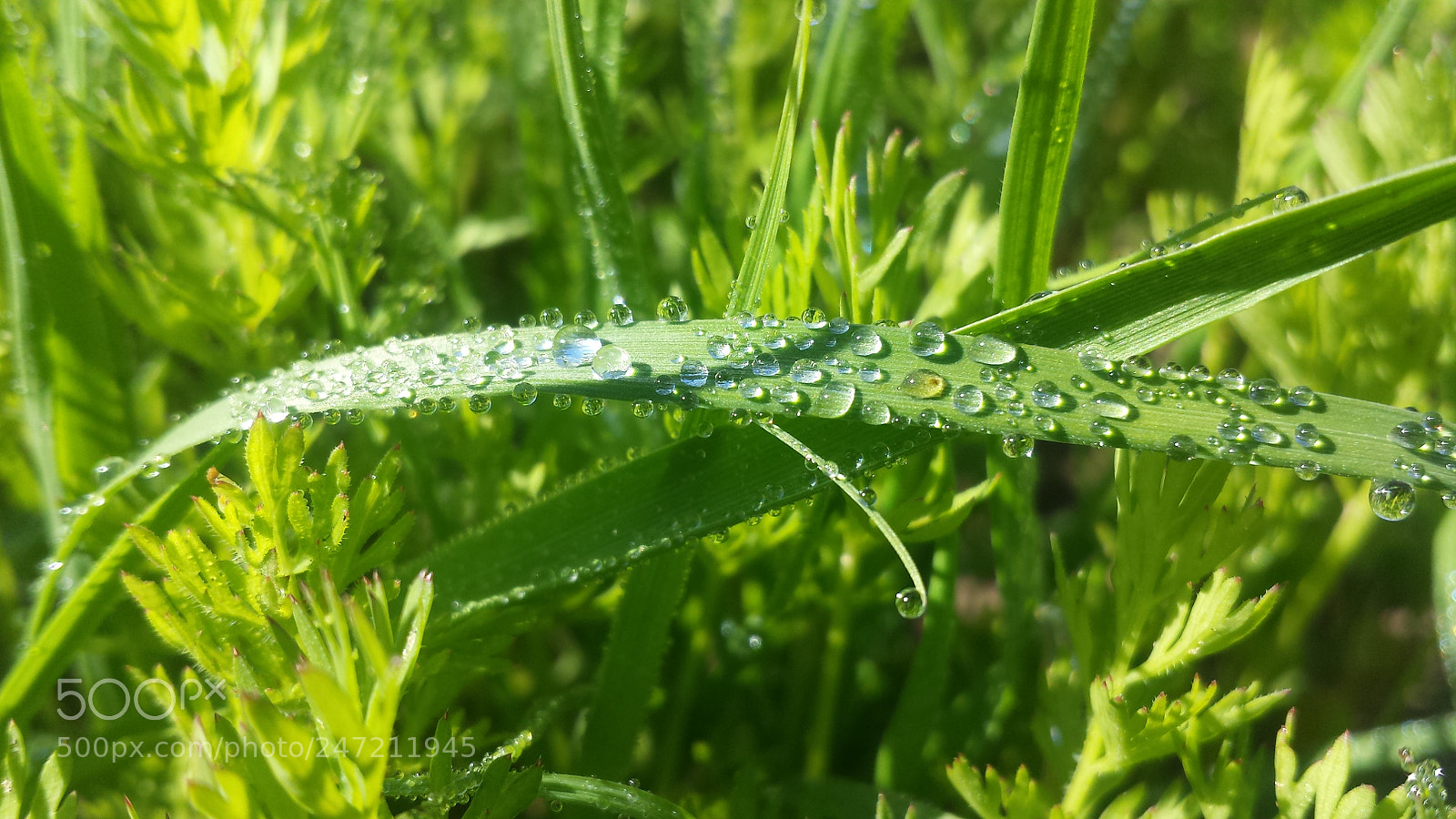 Samsung Galaxy S4 sample photo. Nature beauty photography