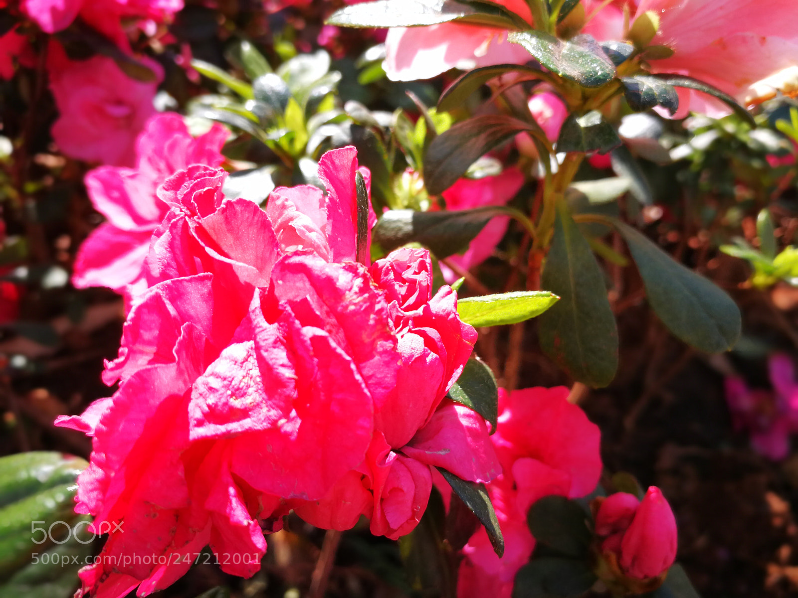 HUAWEI P10 sample photo. Flower in spring photography