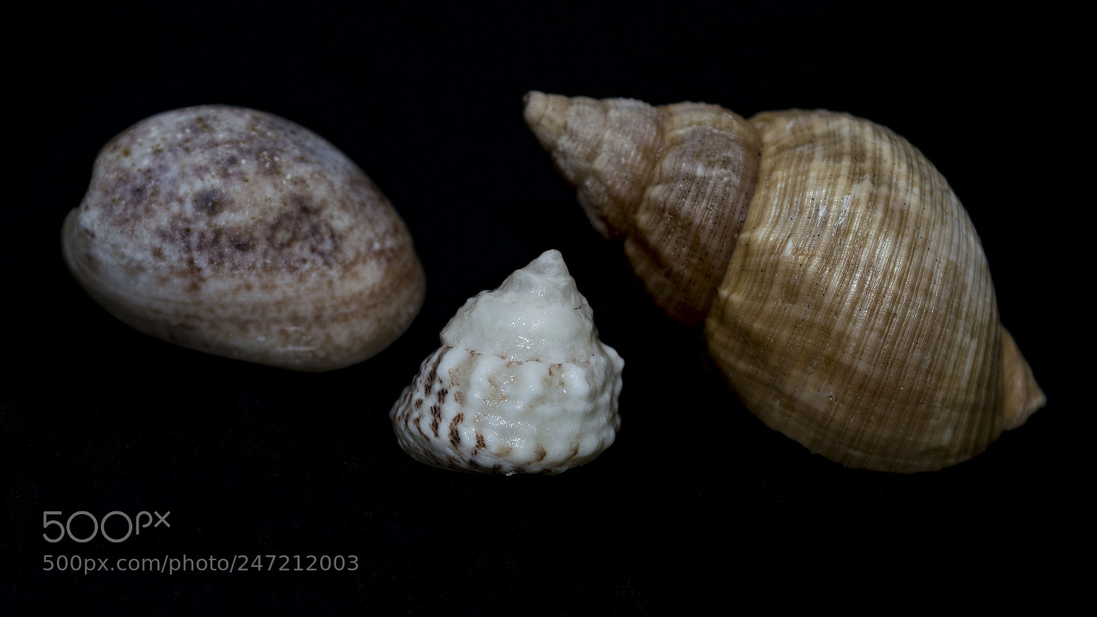 Nikon D500 sample photo. Seashells photography