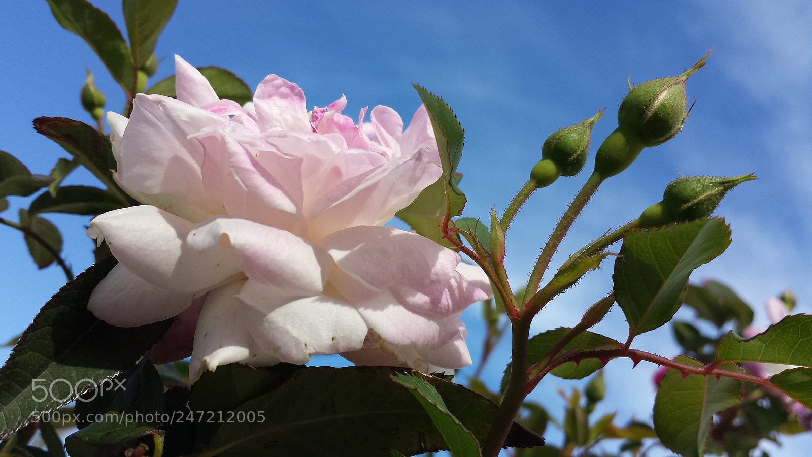 Samsung Galaxy S4 sample photo. Nature beauty photography