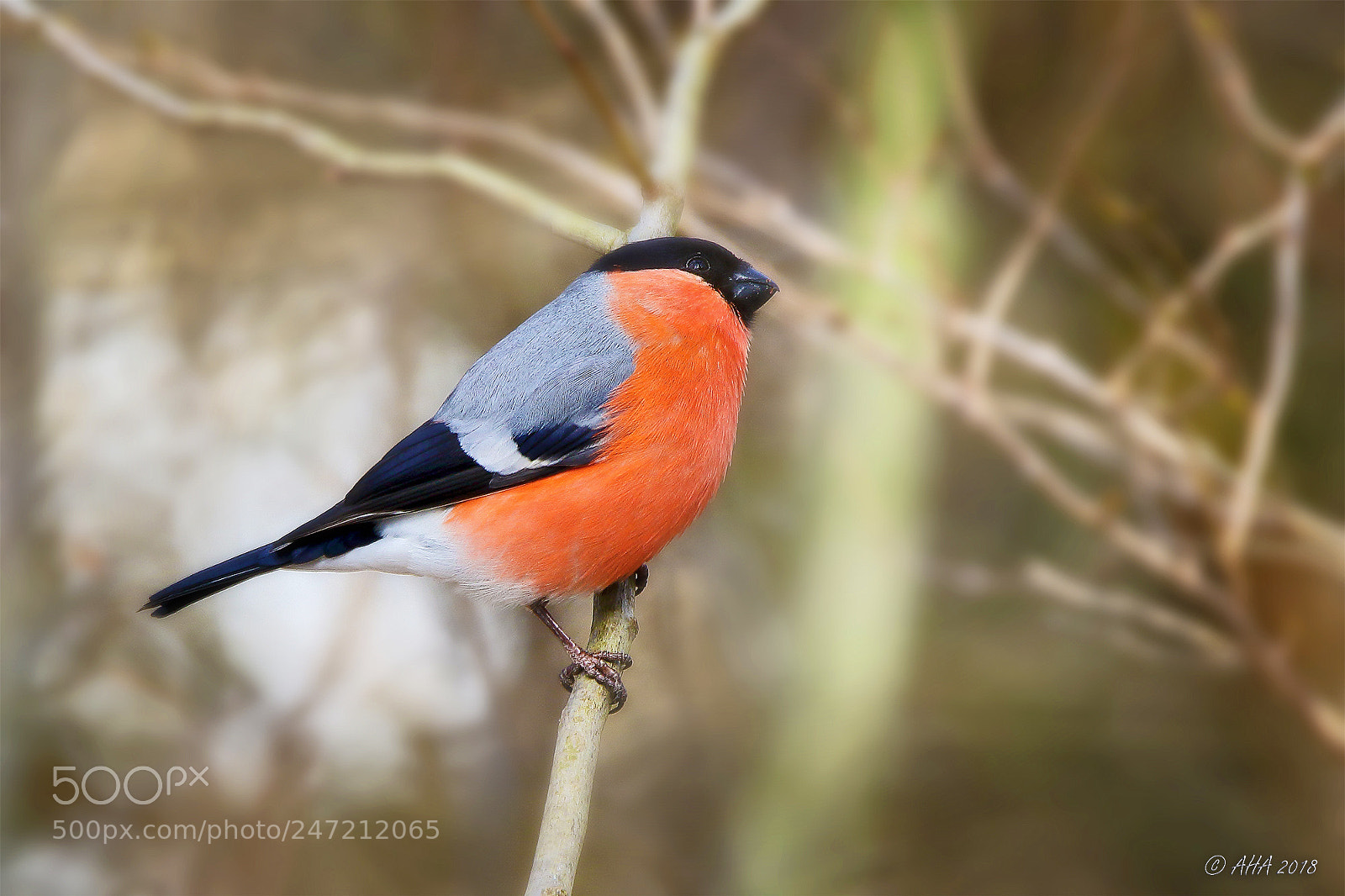 Canon EOS 7D Mark II sample photo. Bullfinch (male) photography
