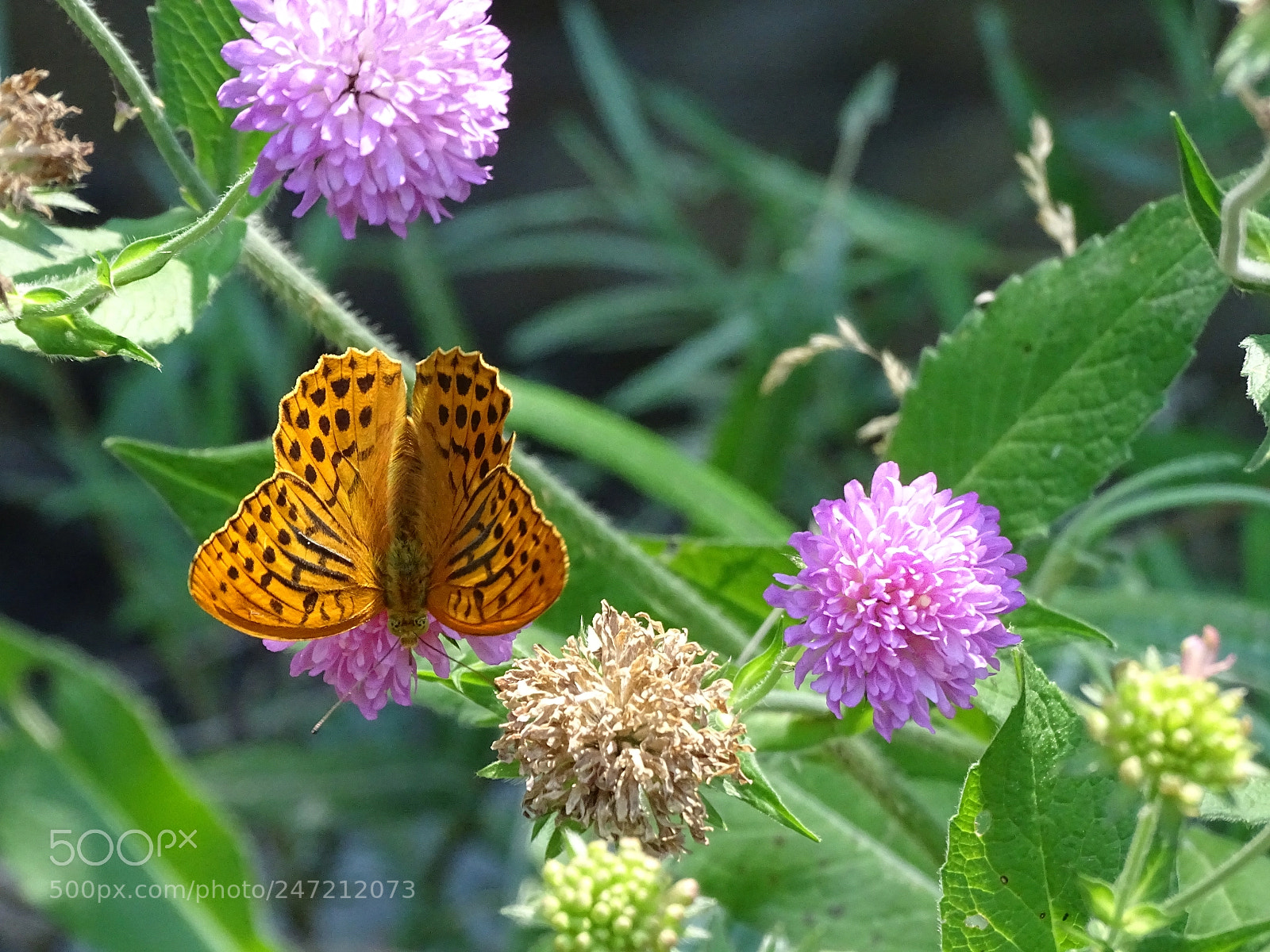 Sony Cyber-shot DSC-HX400V sample photo. La primavera ja s photography