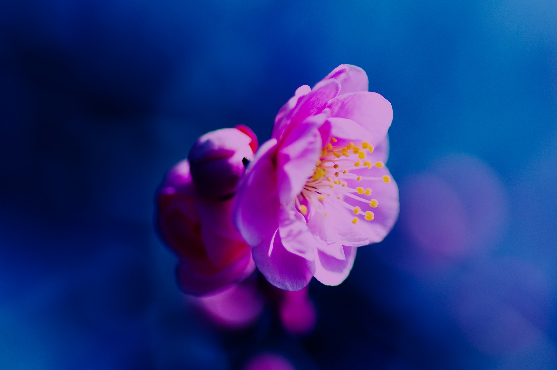 Pentax smc D-FA 100mm F2.8 Macro WR sample photo. Plum blossoms photography