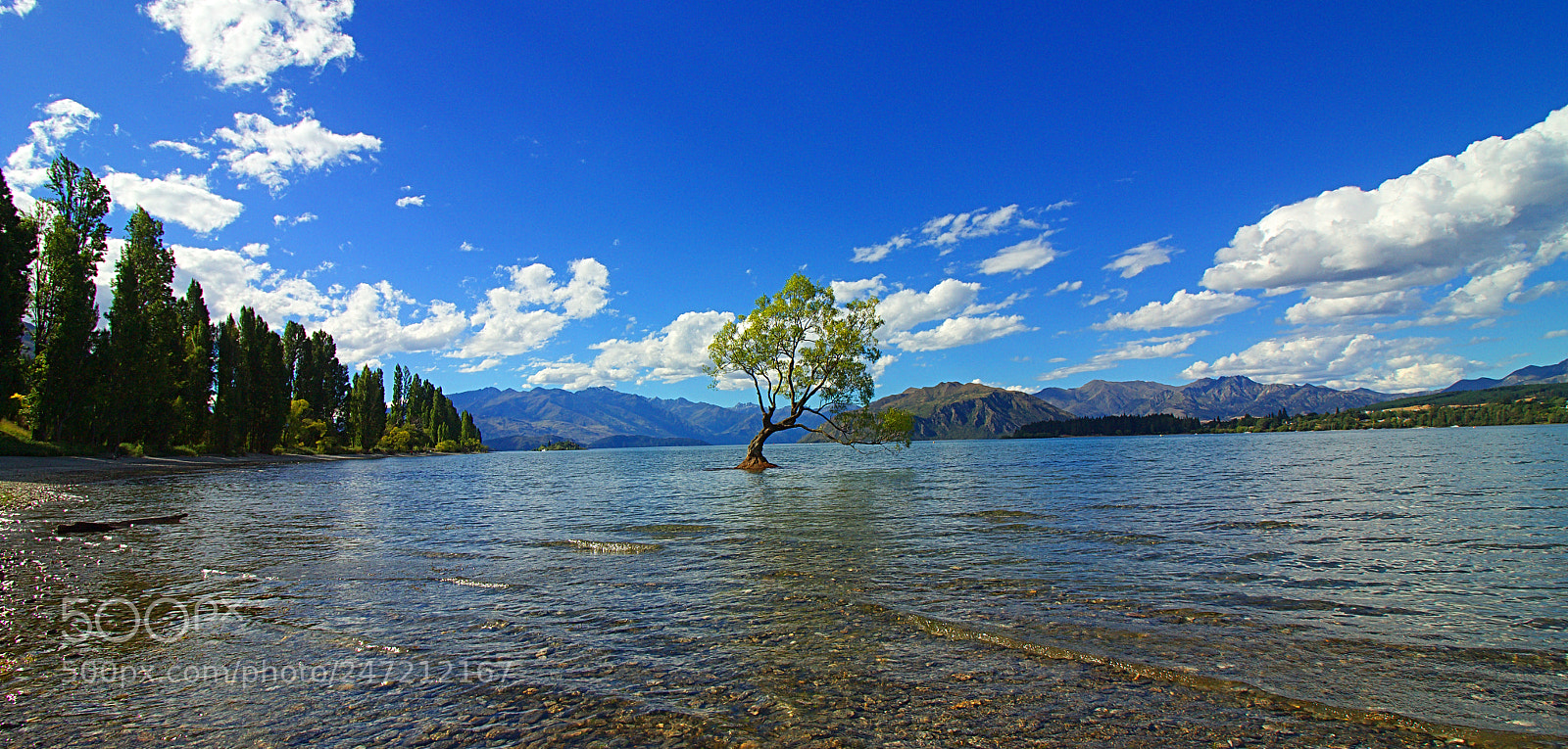 Canon EOS 1300D (EOS Rebel T6 / EOS Kiss X80) sample photo. The lonely tree photography