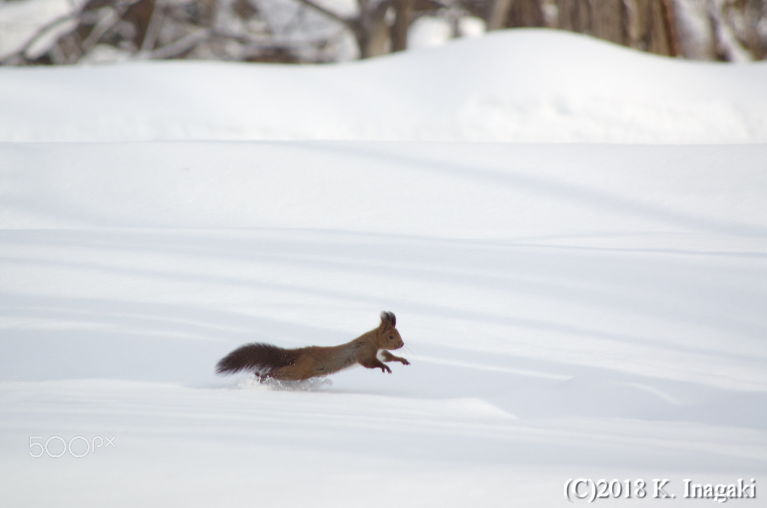 Pentax K-5 + Pentax smc DA 55-300mm F4.0-5.8 ED sample photo. On the snowy ground photography