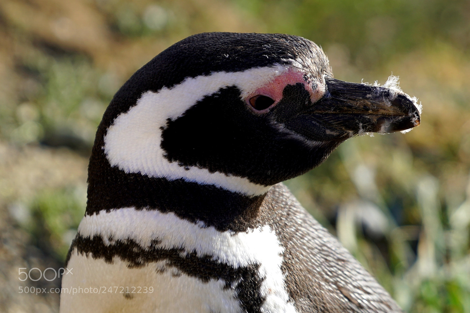 Sony a6500 sample photo. Penguin magallanes photography
