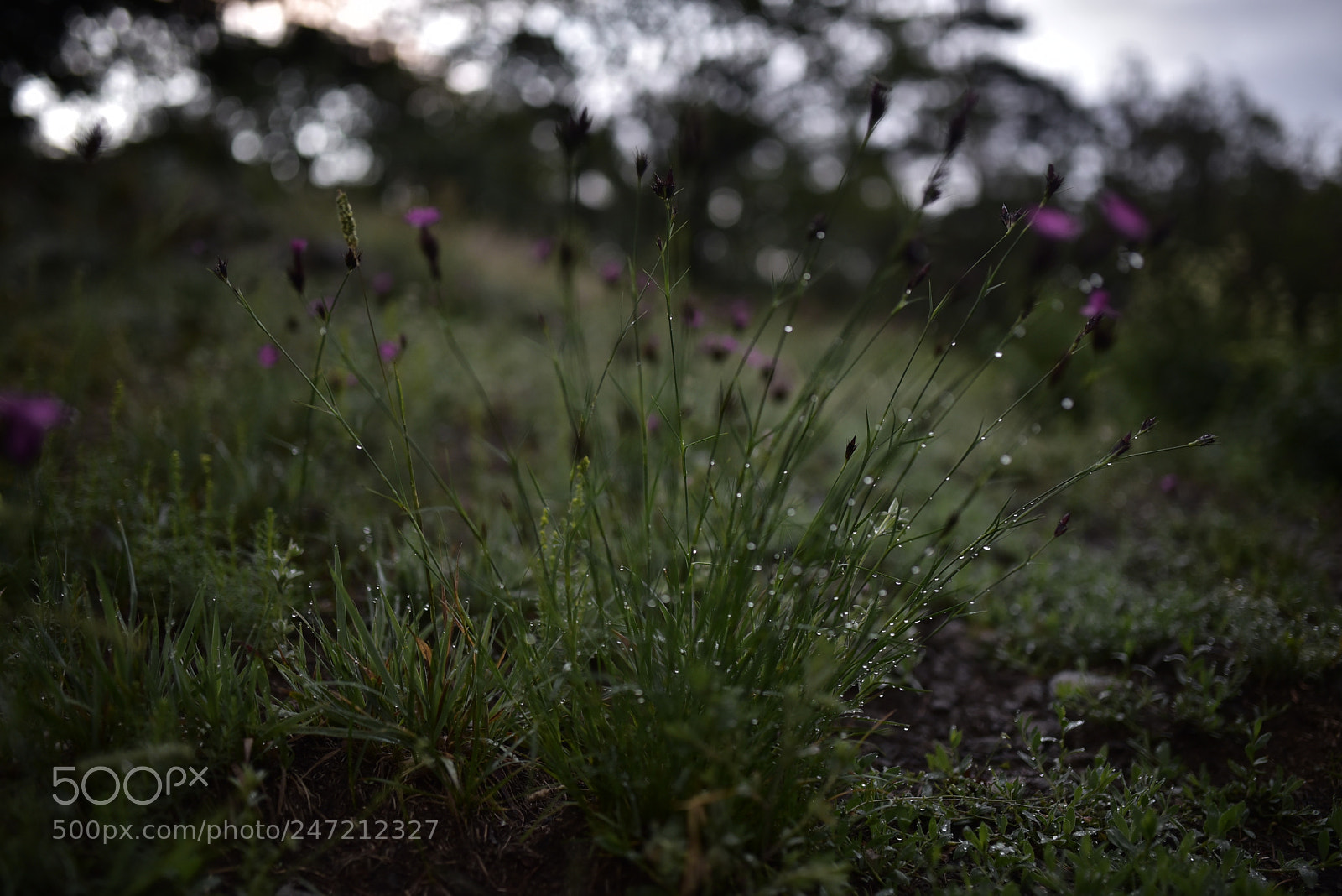 Sigma 35mm F1.4 DG HSM Art sample photo. Dsc photography