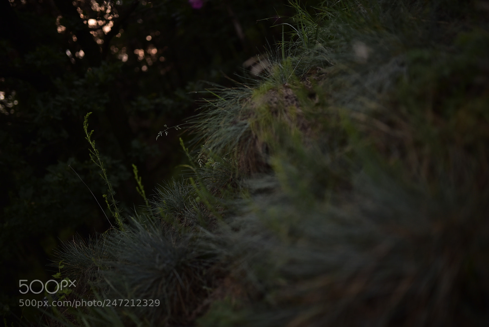 Sigma 35mm F1.4 DG HSM Art sample photo. Dsc photography