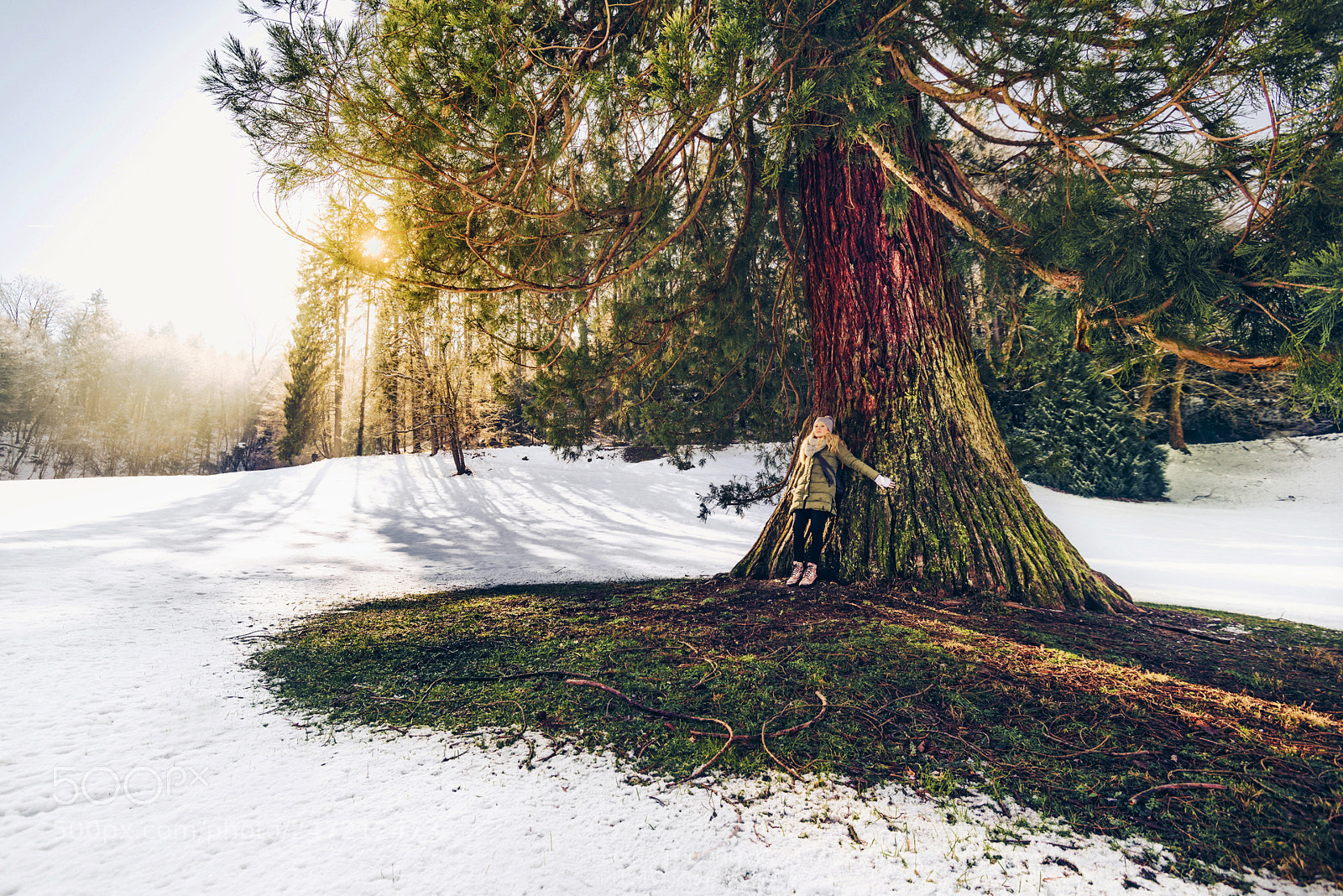 Nikon D610 sample photo. Sequoia tree, slovenia photography