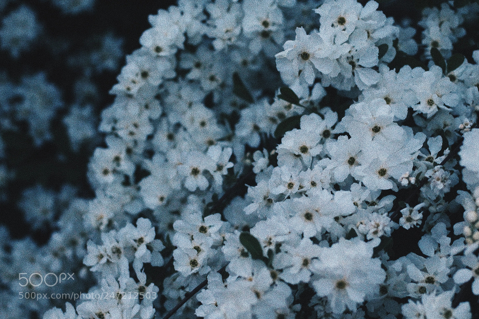 Canon EOS 700D (EOS Rebel T5i / EOS Kiss X7i) sample photo. Blossoming photography