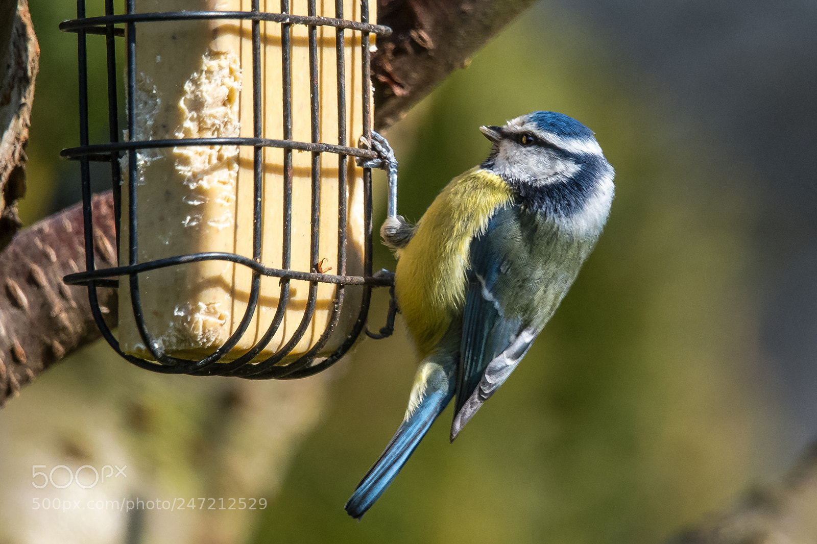 Nikon D850 sample photo. Fat block feeder photography