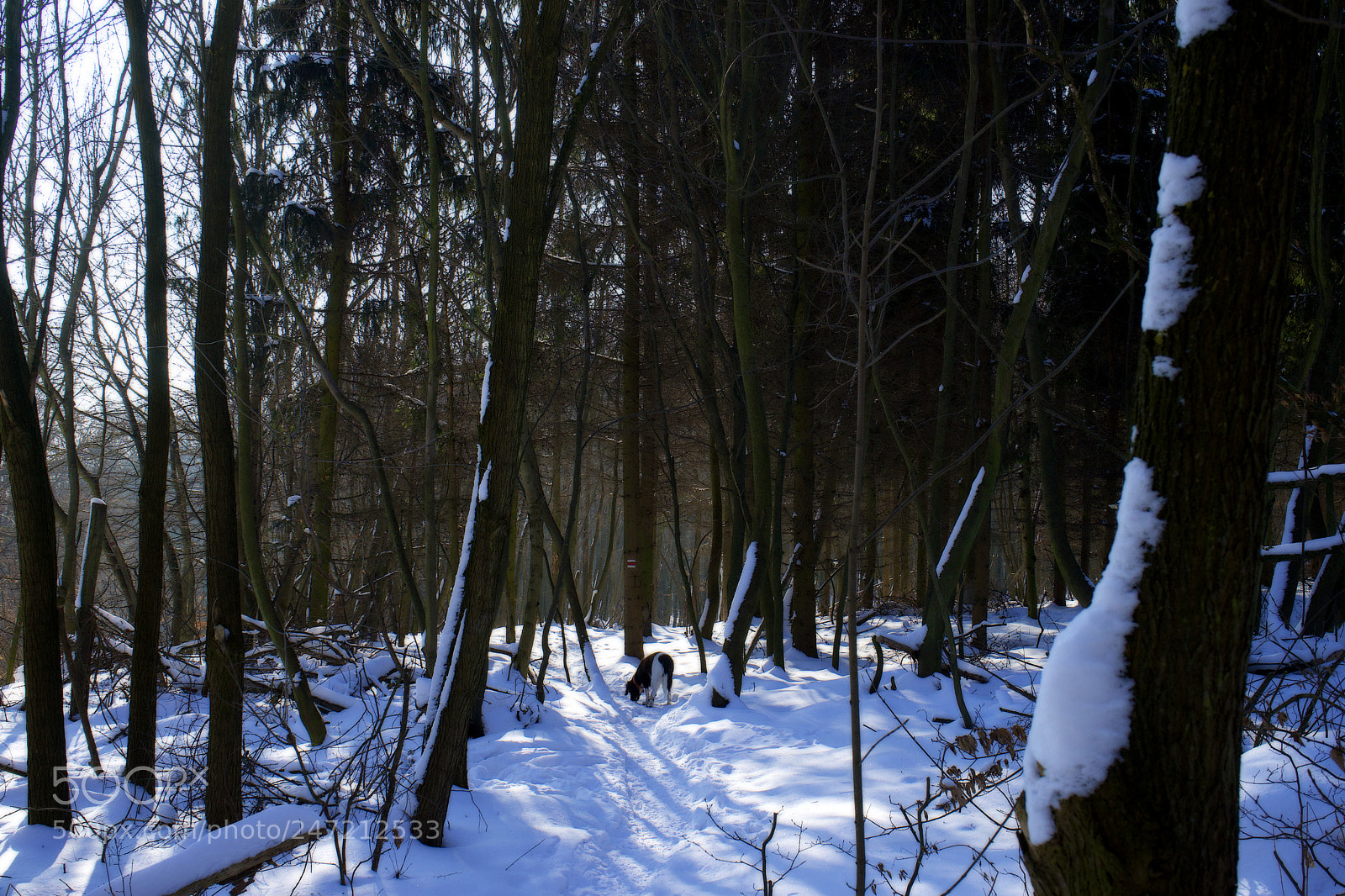 Sony a7 sample photo. Cony in forest photography