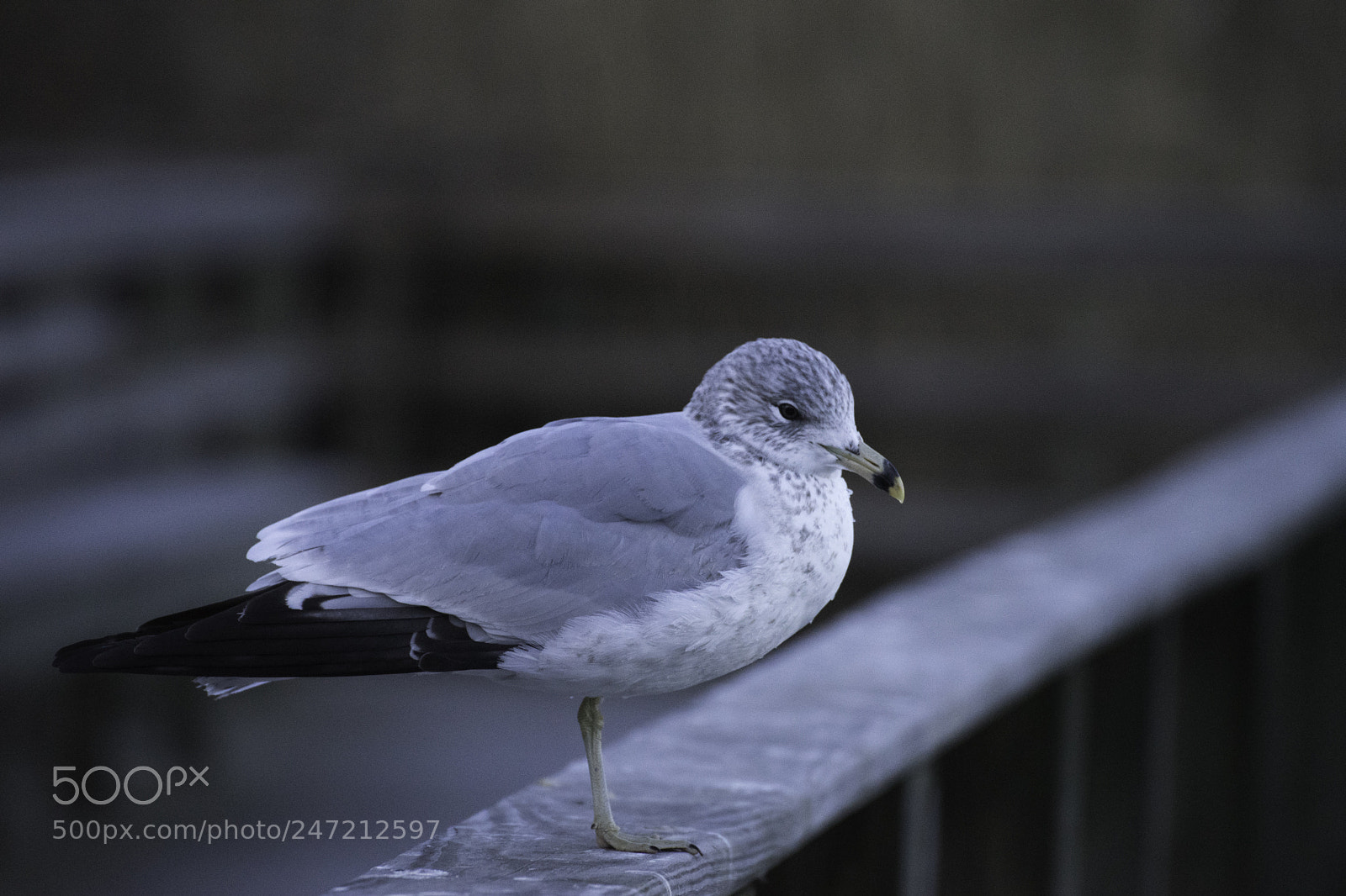 Sony a7 sample photo. Bird photography