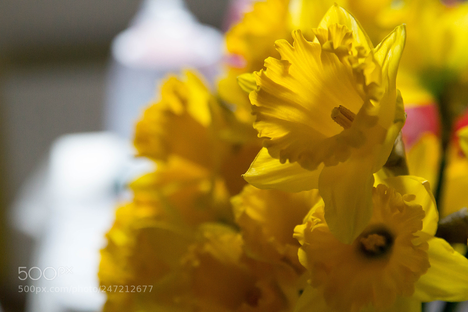 Sony SLT-A58 sample photo. Narcissus photography
