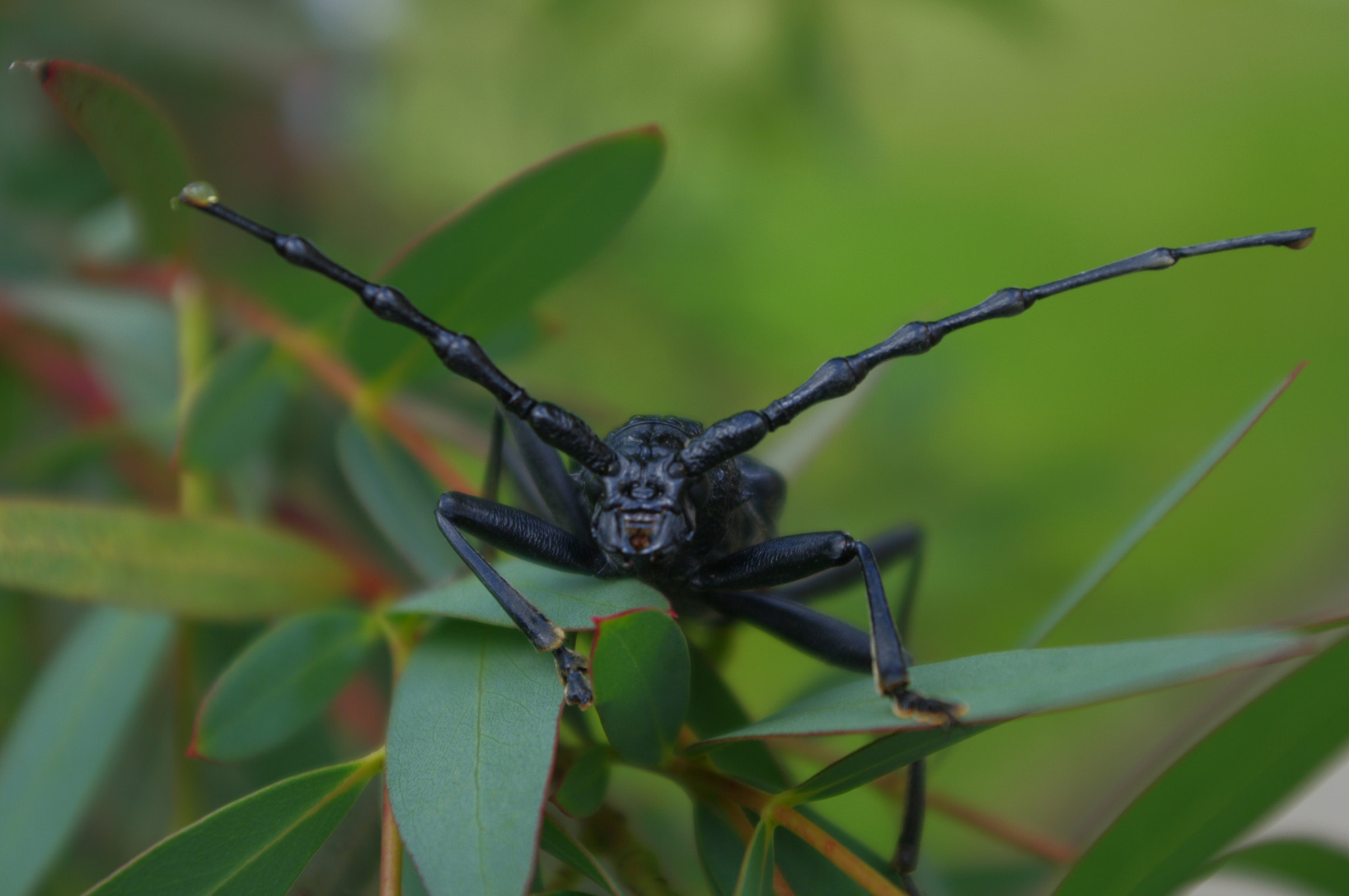 Pentax K-7 sample photo. Insect photography