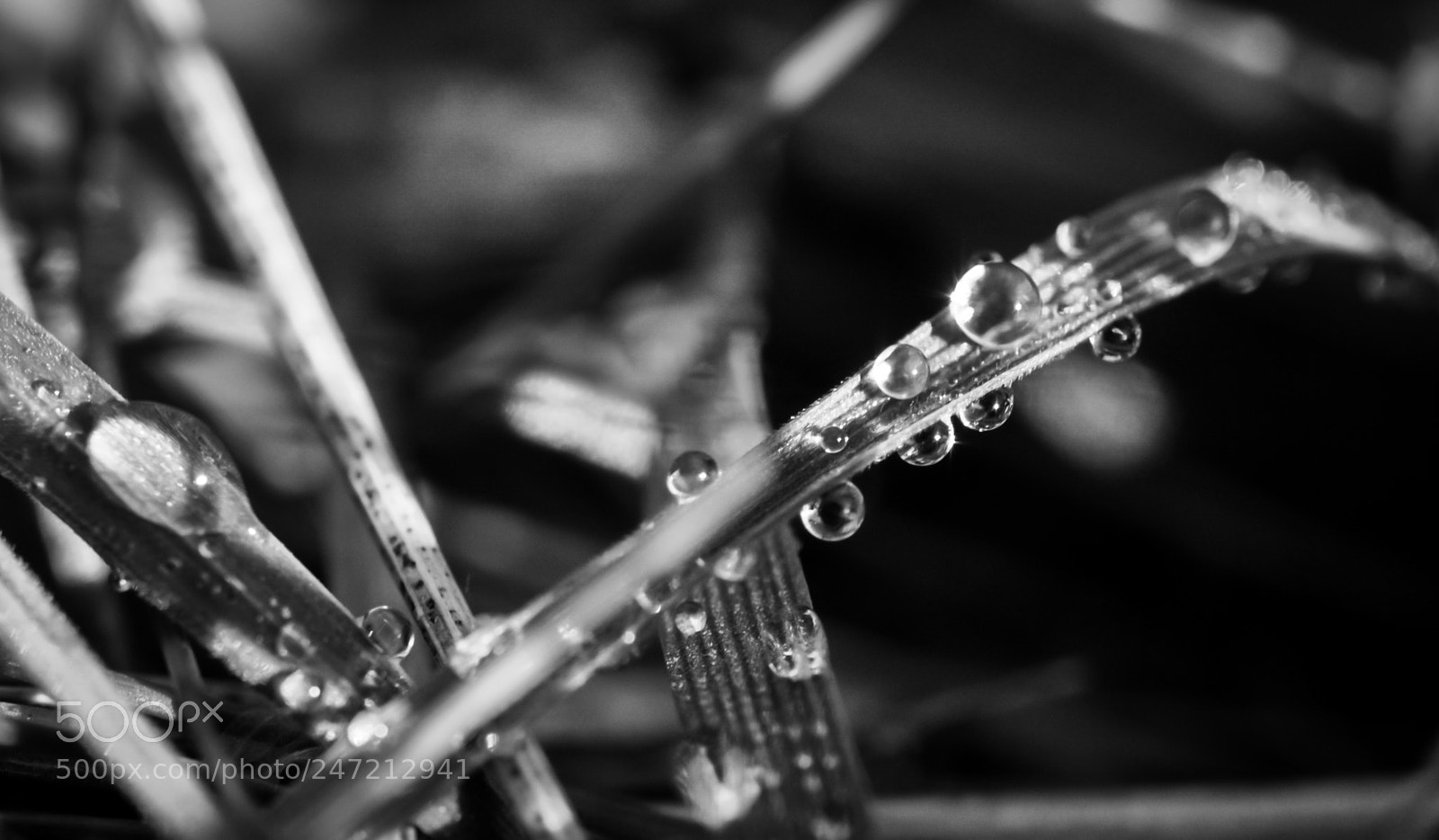 Nikon D90 sample photo. Dew drops in the photography