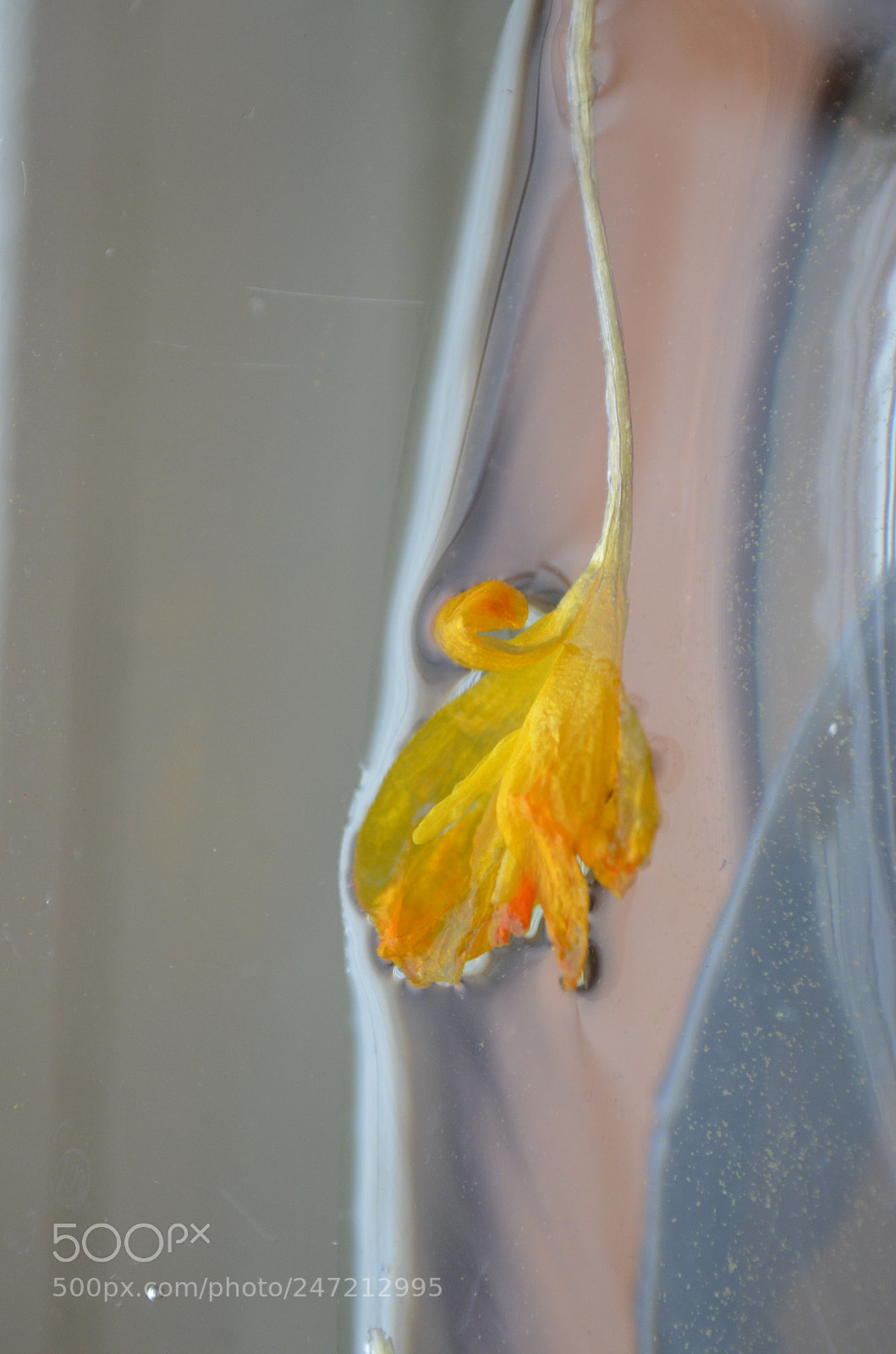 Nikon D5100 sample photo. Gracefully in love photography