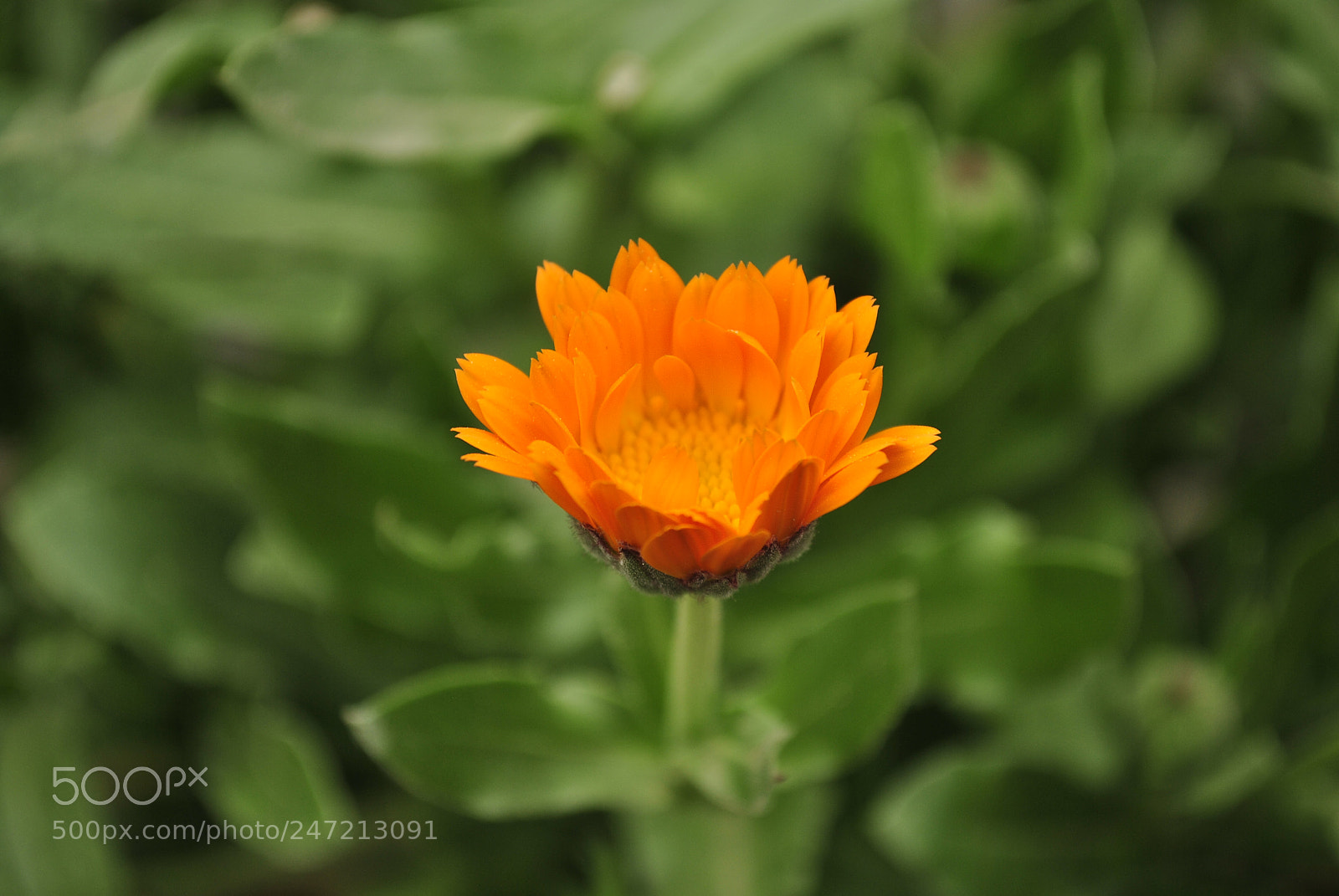 Nikon D3000 sample photo. Marigold photography
