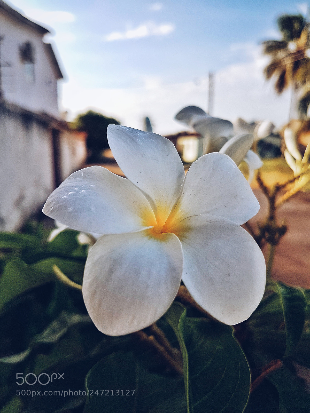 Samsung Galaxy S7 sample photo. Flor branca photography