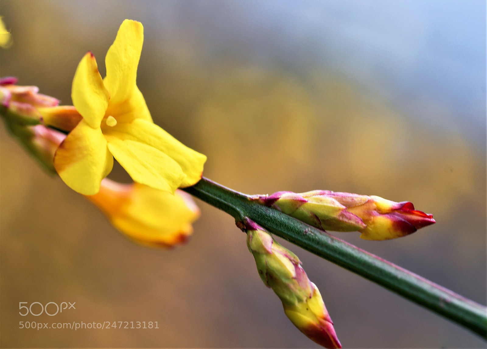 Nikon D500 sample photo. Fleur jaune photography