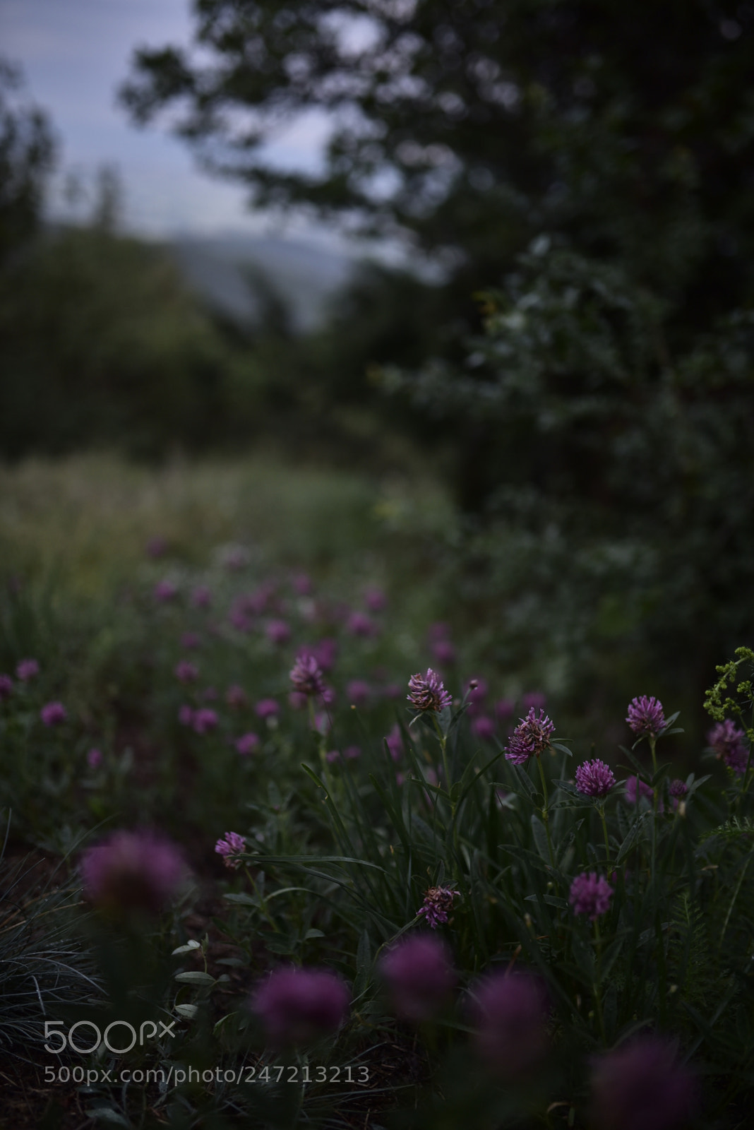 Sigma 35mm F1.4 DG HSM Art sample photo. Dsc photography
