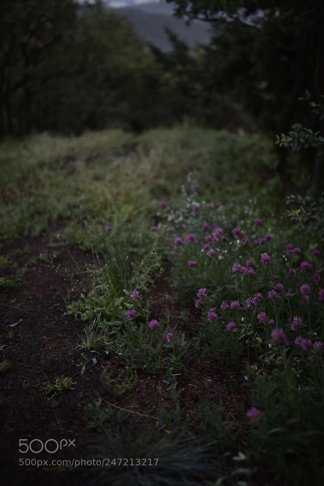 Sigma 35mm F1.4 DG HSM Art sample photo. Dsc photography