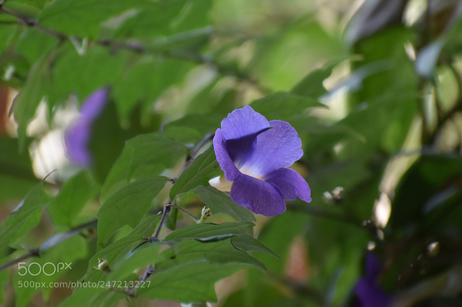 Nikon D5600 sample photo. Dsc photography
