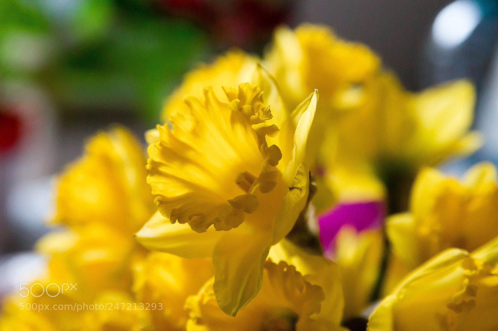 Sony SLT-A58 sample photo. Narcissus 2 photography