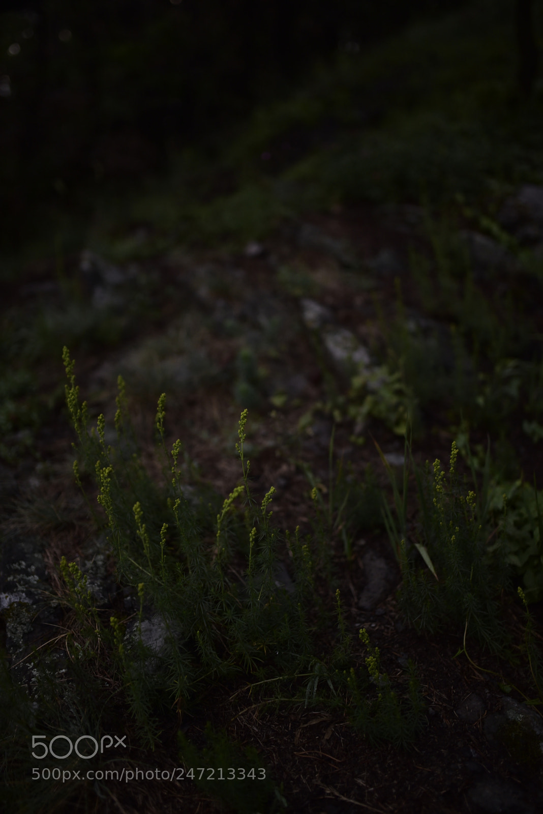 Nikon D750 + Sigma 35mm F1.4 DG HSM Art sample photo. Dsc photography
