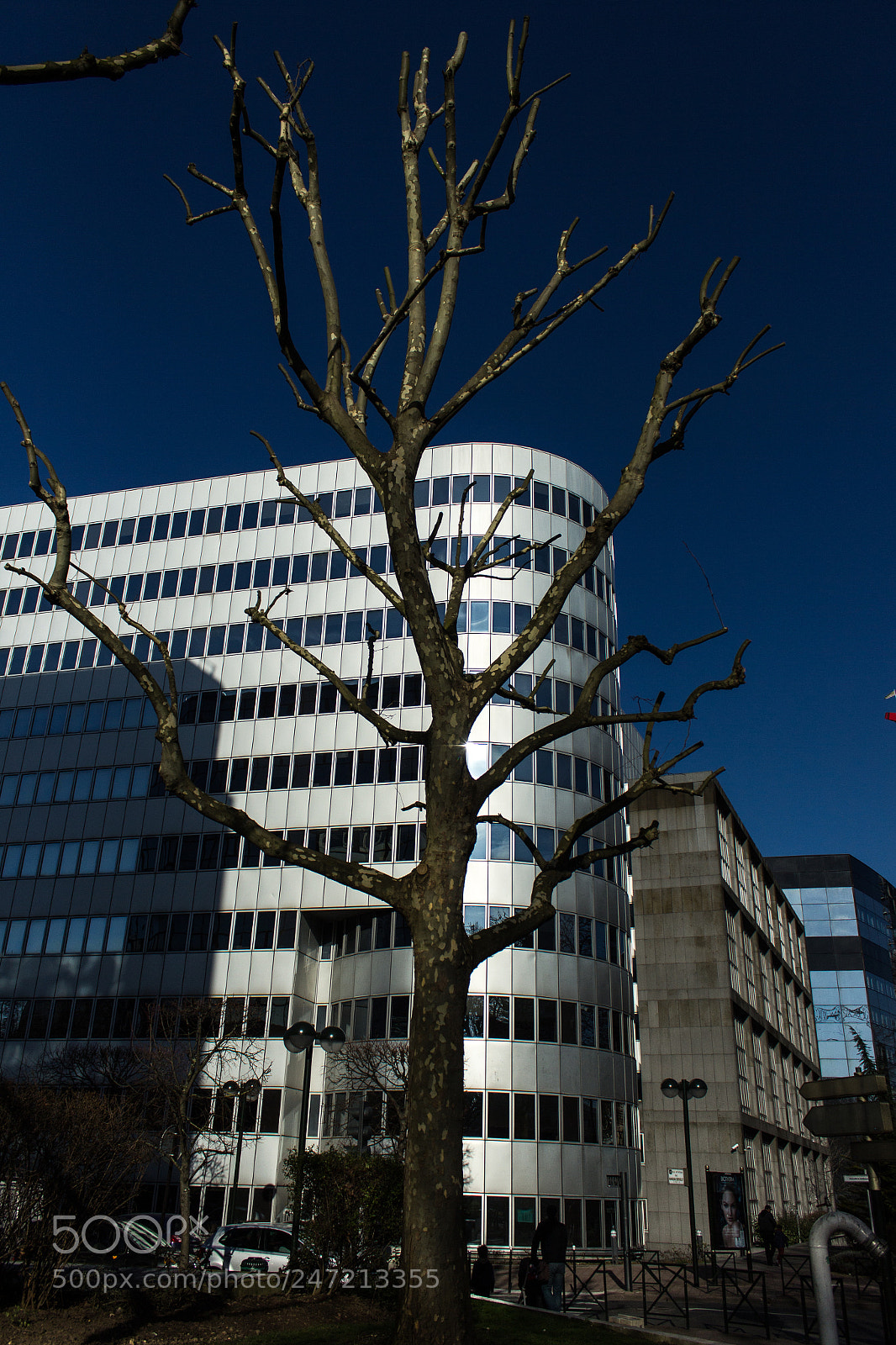 Canon EOS 600D (Rebel EOS T3i / EOS Kiss X5) sample photo. Arbre d'hiver photography
