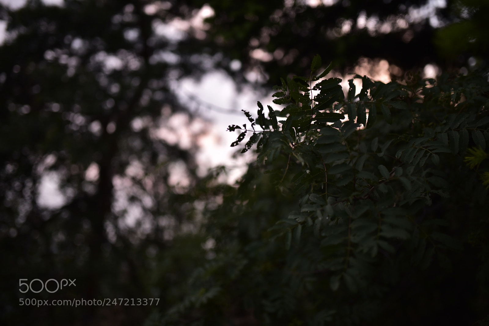 Nikon D750 + Sigma 35mm F1.4 DG HSM Art sample photo. Dsc photography