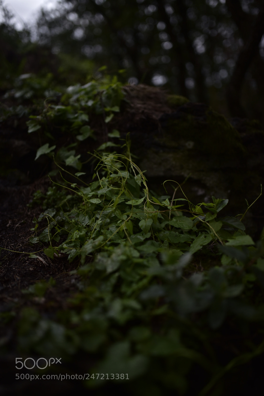 Nikon D750 + Sigma 35mm F1.4 DG HSM Art sample photo. Dsc photography