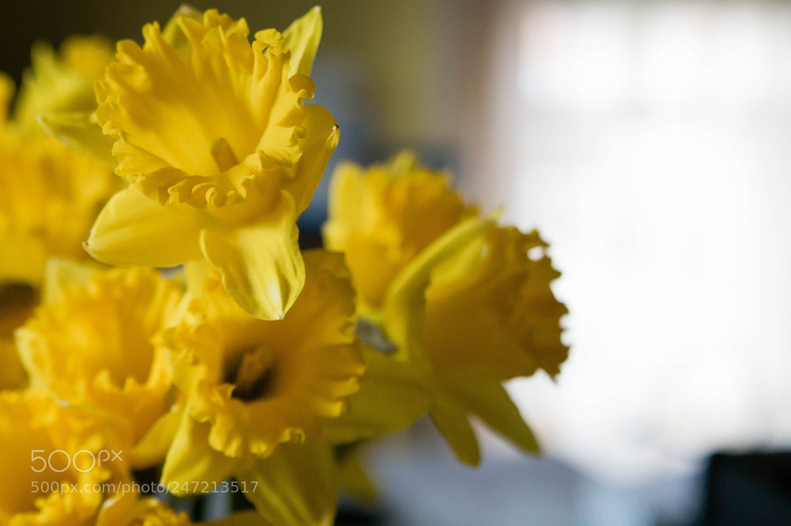 Sony SLT-A58 sample photo. Narcissus 3 photography
