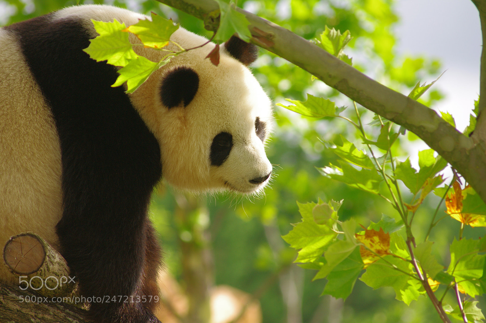 Pentax K-7 sample photo. Panda photography