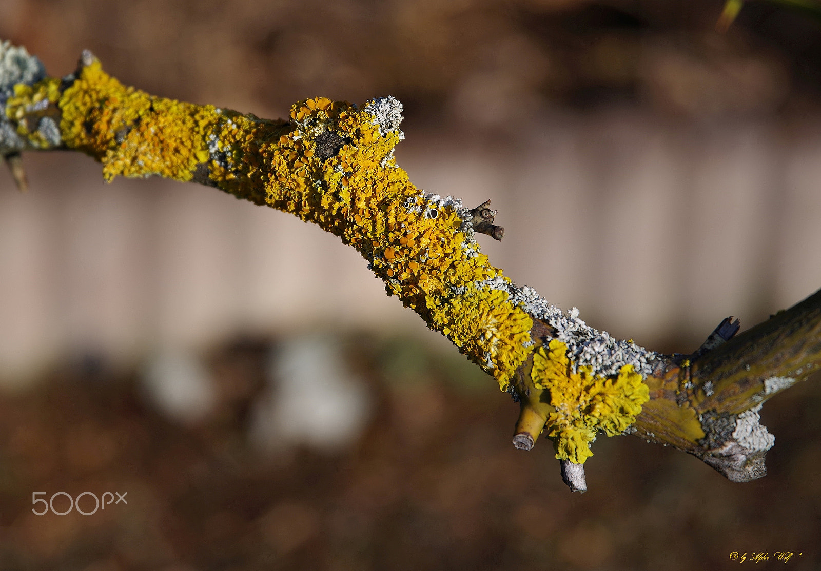 Pentax K-1 sample photo. Tree lichen photography