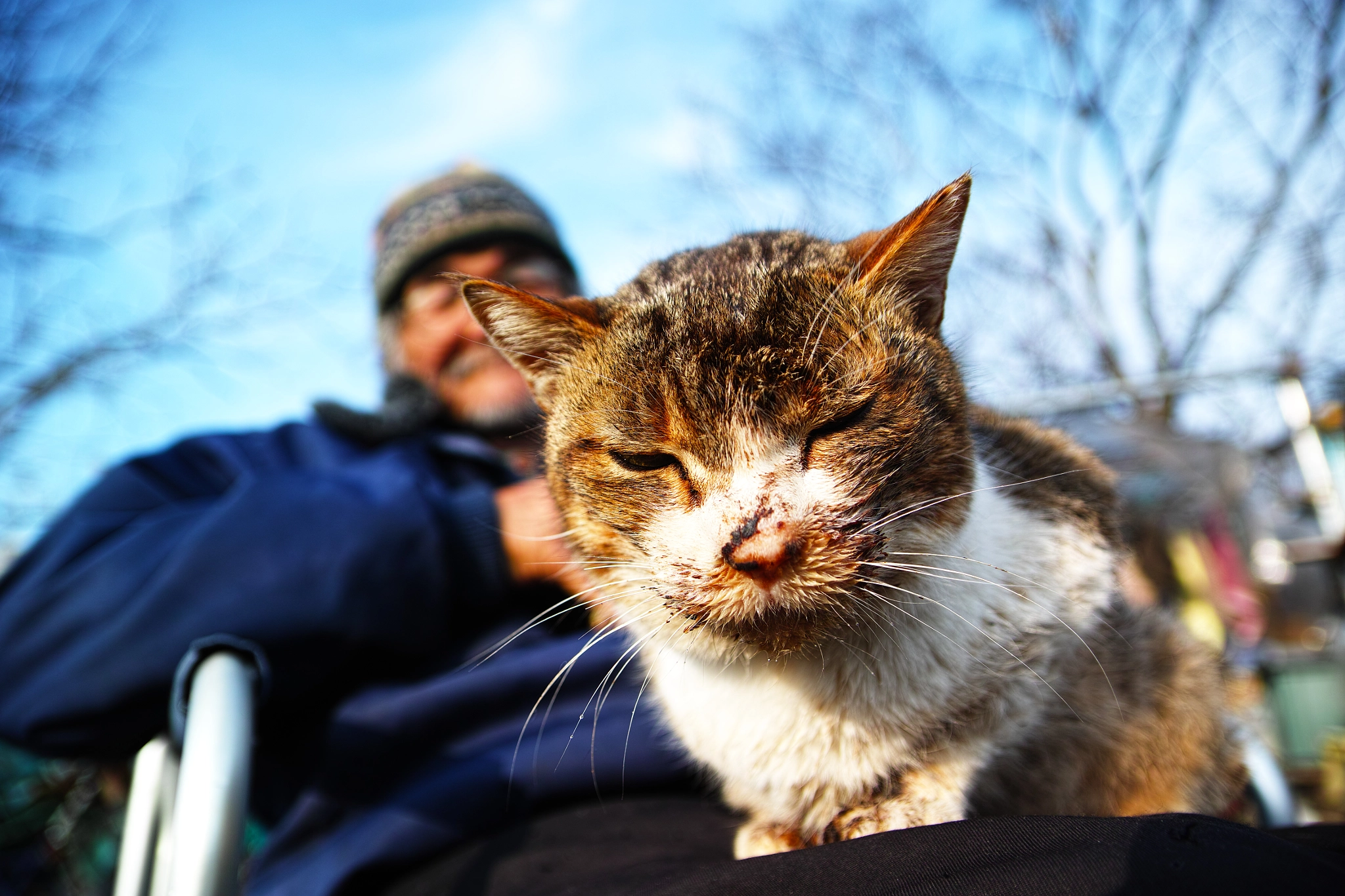 Sigma SD1 Merrill + Sigma 17-50mm F2.8 EX DC OS HSM sample photo. Cat every day photography