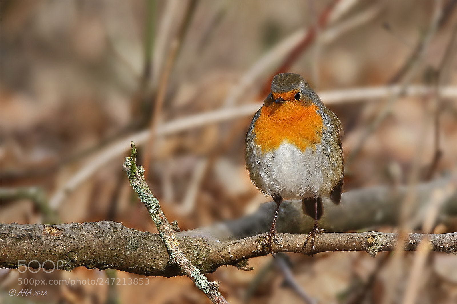 Canon EOS 7D Mark II sample photo. Robin photography