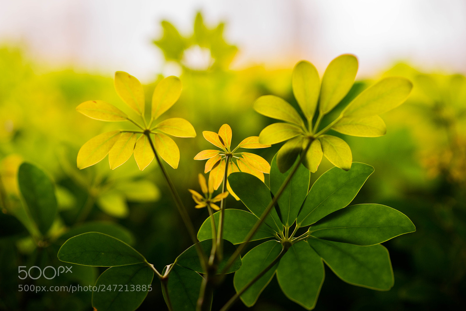 Nikon D810 sample photo. Schefflera. photography